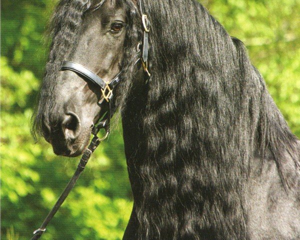 stallion Jannes vom Urfftal (Friese, 2003, from Keimpe Jan fan Bommelsteyn)