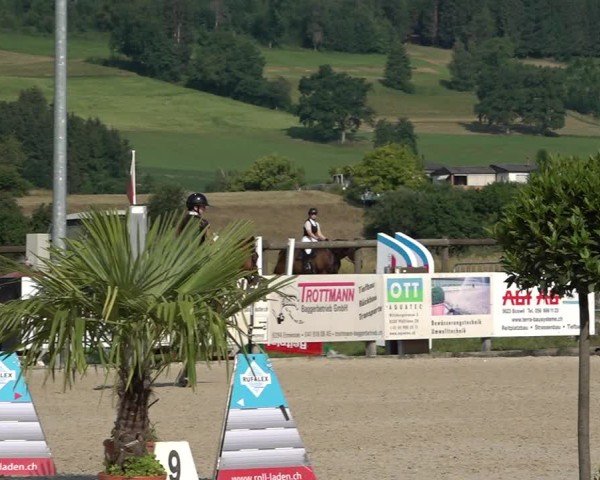 Reitturnier Hitzkirch 2025