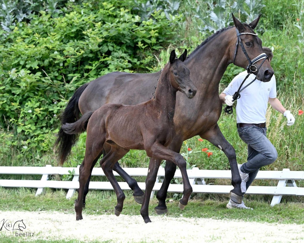 horse Cavalli (Trakehner, 2024, from His Moment)
