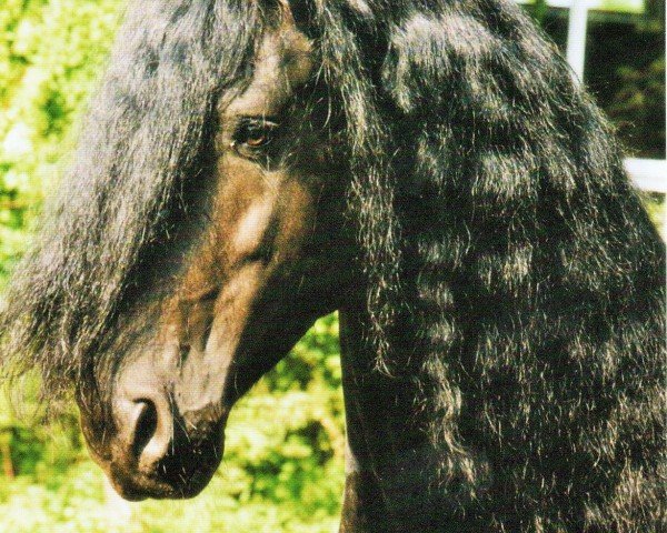 horse Kees W. (Friese, 1995, from Tsjomme 329)