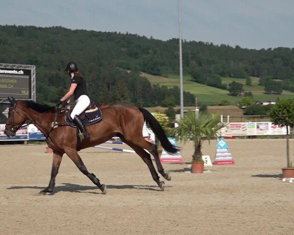 Reitturnier Hitzkirch 2025