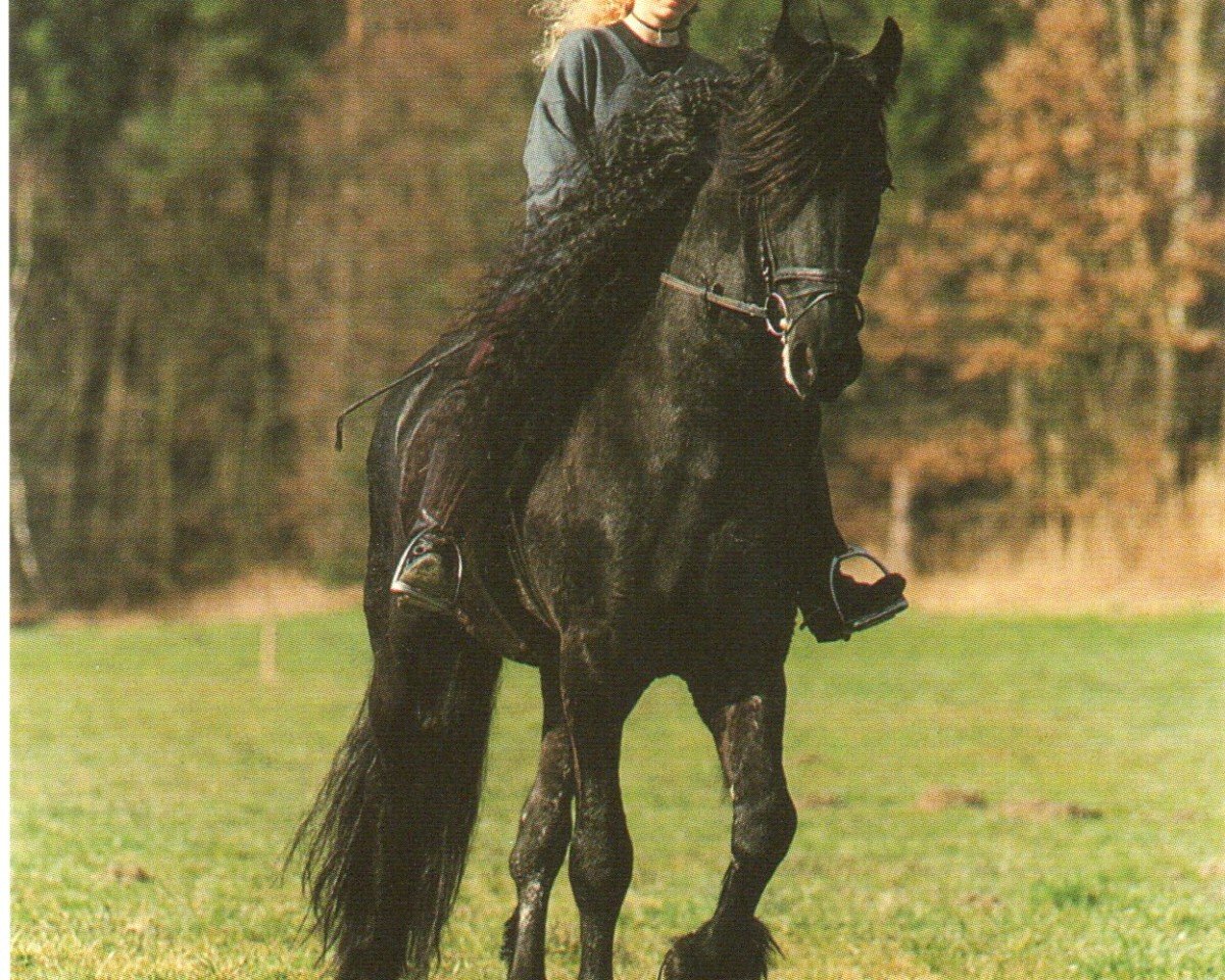 stallion Marko 262 (Friese, 1976, from Tsjalling 235)