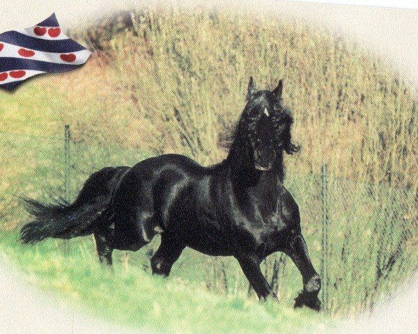 stallion Piebe (Friese, 1977, from Freark 218)