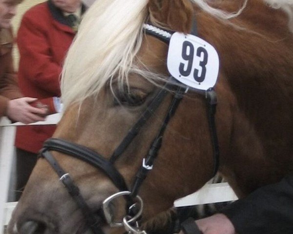 stallion Sirius Star (3,125% ox) (Edelbluthaflinger, 2005, from Silbermann I (3,125% ox))