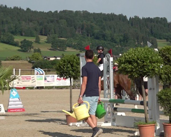 Reitturnier Hitzkirch 2025