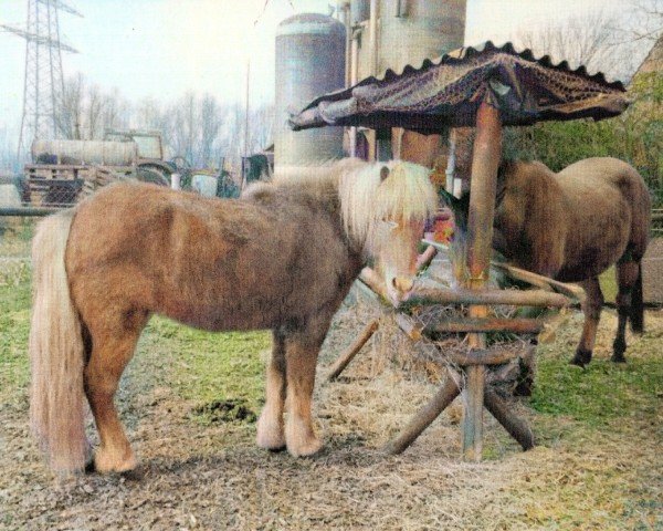 horse Glofaxi fra Hafsteinsstödum (Iceland Horse, 1988, from Þáttur frá Kirkjubæ)