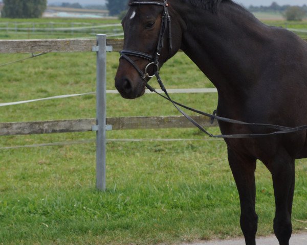 broodmare Scarlett (Hanoverian, 2008, from Sandro Hit)