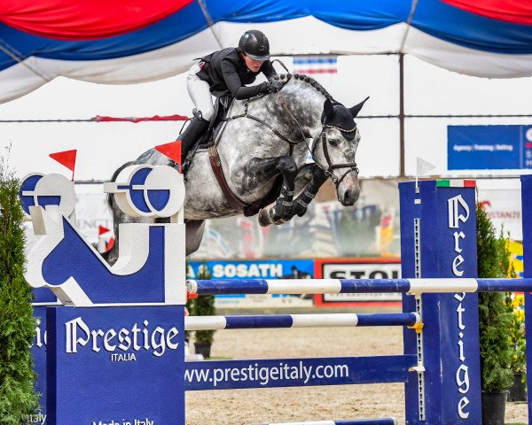 stallion Charthago Blue OLD (Oldenburg show jumper, 2015, from Chaccato)