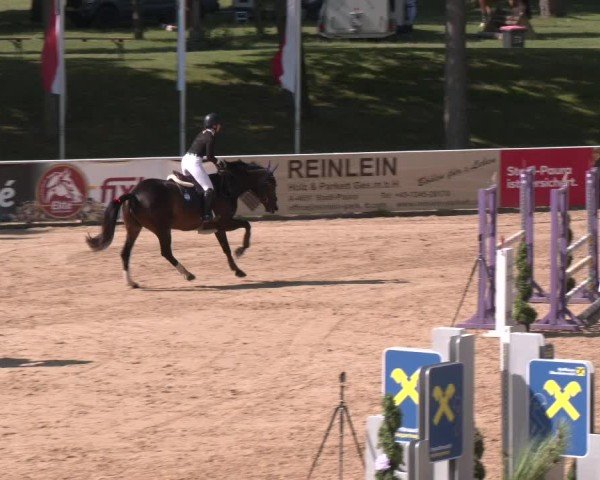 Reitturnier Stadl-Paura 2025