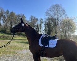 dressage horse Dark Fley (German Sport Horse, 2015, from Dallas K)