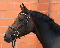 dressage horse Flipper II (Hanoverian, 2013, from Farewell III)
