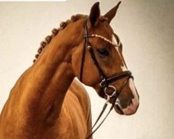 horse MSJ Future (Oldenburg, 2021, from Foundation 2)
