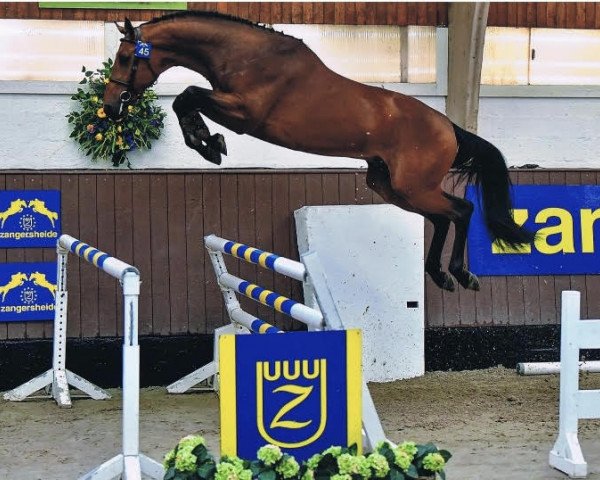 stallion Rock Star Ter Putte (Belgian Warmblood, 2017, from Vagabond de la Pomme)