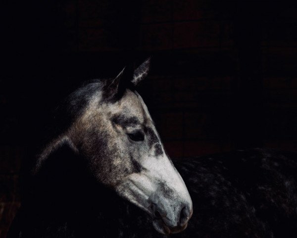 horse Blitzgescheit (Westphalian, 2017, from Callaho's Benicio)