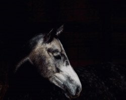 Pferd Blitzgescheit (Westfale, 2017, von Callaho's Benicio)