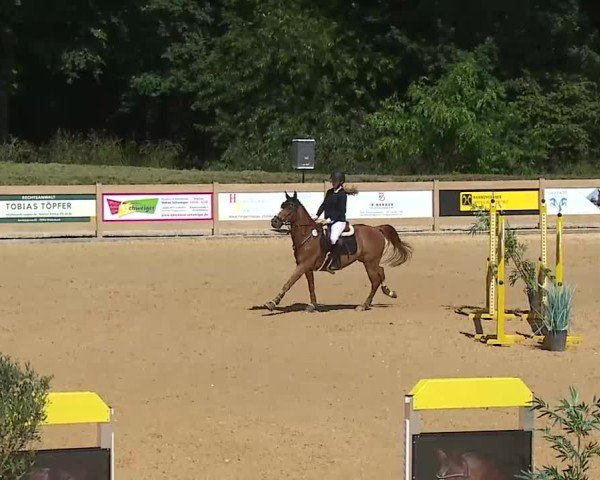 Reitturnier Tiefenhof/Opf. 2025