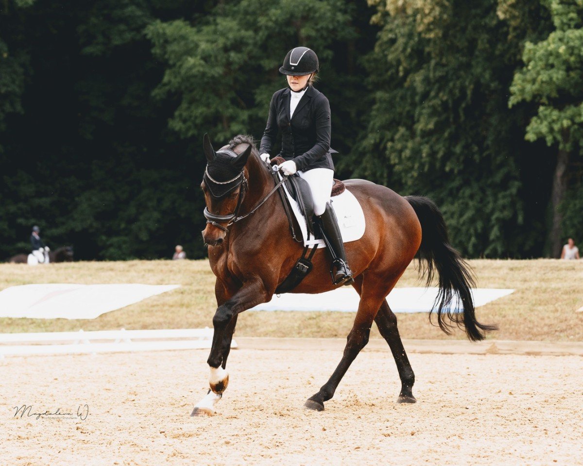 dressage horse Asthon (Oldenburg, 2007, from Anton)