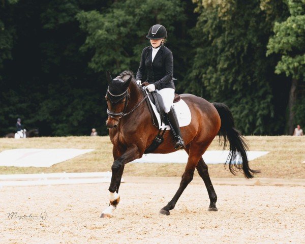 Dressurpferd Asthon (Oldenburger, 2007, von Anton)
