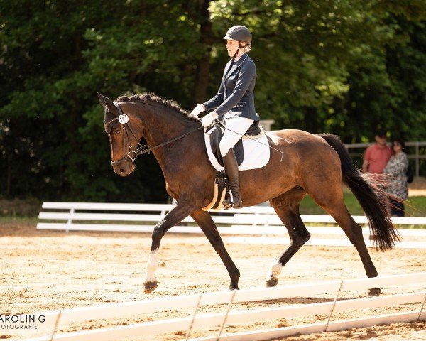broodmare Ferry Topia A (Holsteiner, 2013, from Centurion)