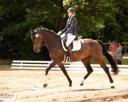 broodmare Ferry Topia A (Holsteiner, 2013, from Centurion)