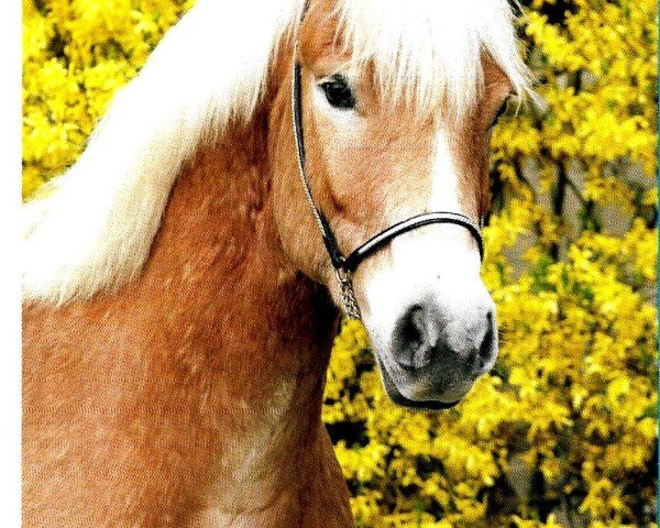 horse MATEJ (Haflinger, 2012, from Norek)