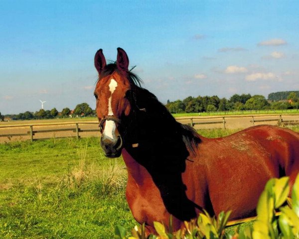 Pferd Malibu 59 (Westfale, 1993, von Maraschino)