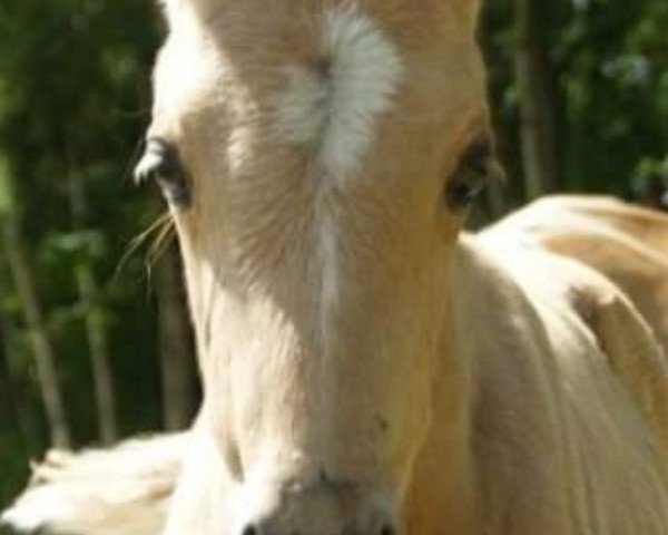 horse Venustas Golden Edition (German Riding Pony, 2020, from Venustas Cool Edition)