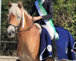 Zuchtstute Bella (Haflinger, 2016, von Bartholomä)