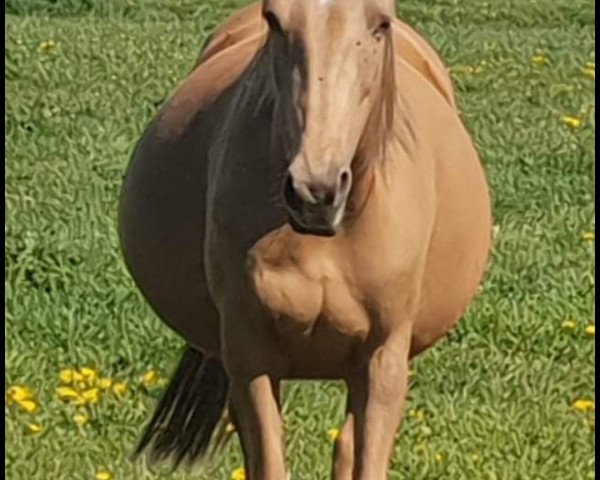 broodmare Golden Colour (German Riding Pony,  , from Hesselteichs A Gorgeous Brown)