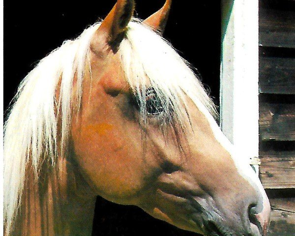 Pferd FEENZAUBER (Haflinger, 2007, von Walzertraum)