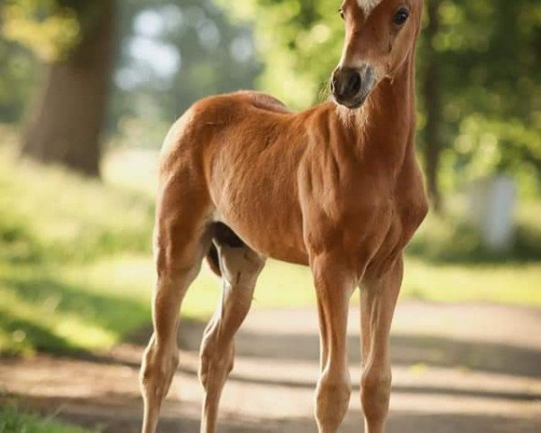 Pferd Cool Spider (Deutsches Reitpony, 2020, von Venustas Cool Edition)