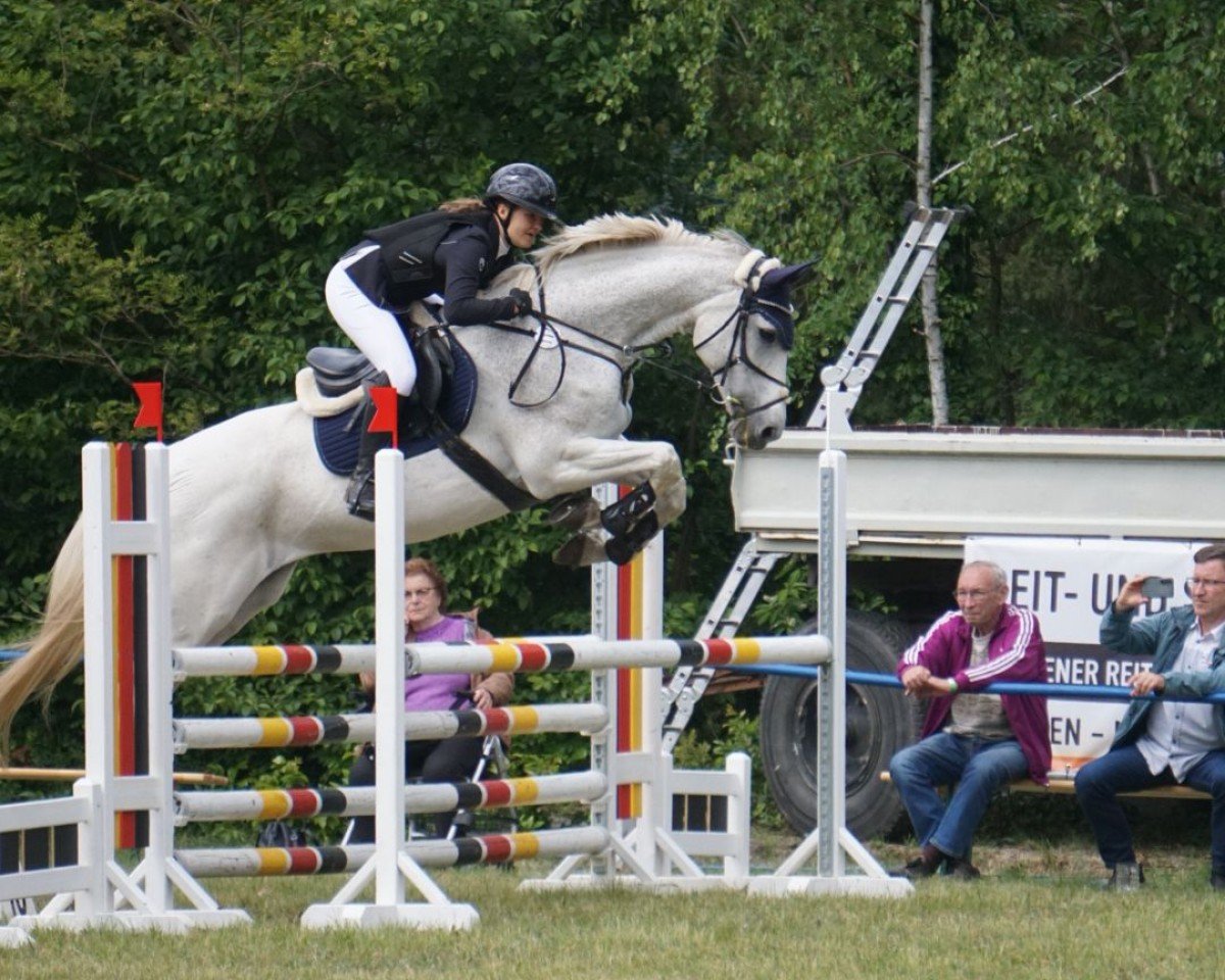Springpferd Clea Clarice (Holsteiner, 2010)