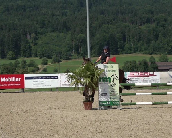 Reitturnier Hitzkirch 2025