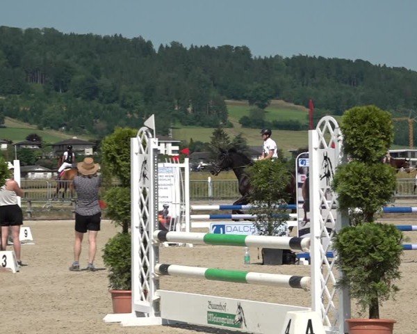 Reitturnier Hitzkirch 2025