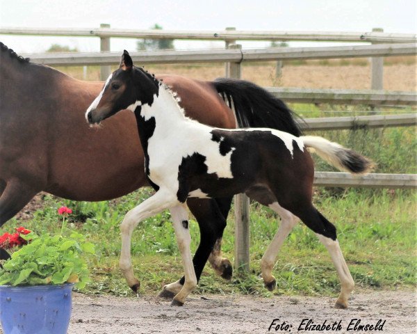 horse Pina Colada af Elestorp (Mecklenburg, 2020, from Sir Statham ML)