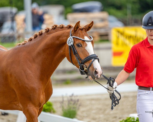 horse Stute von Dallmayr K (German Riding Pony, 2022, from Dallmayr K)