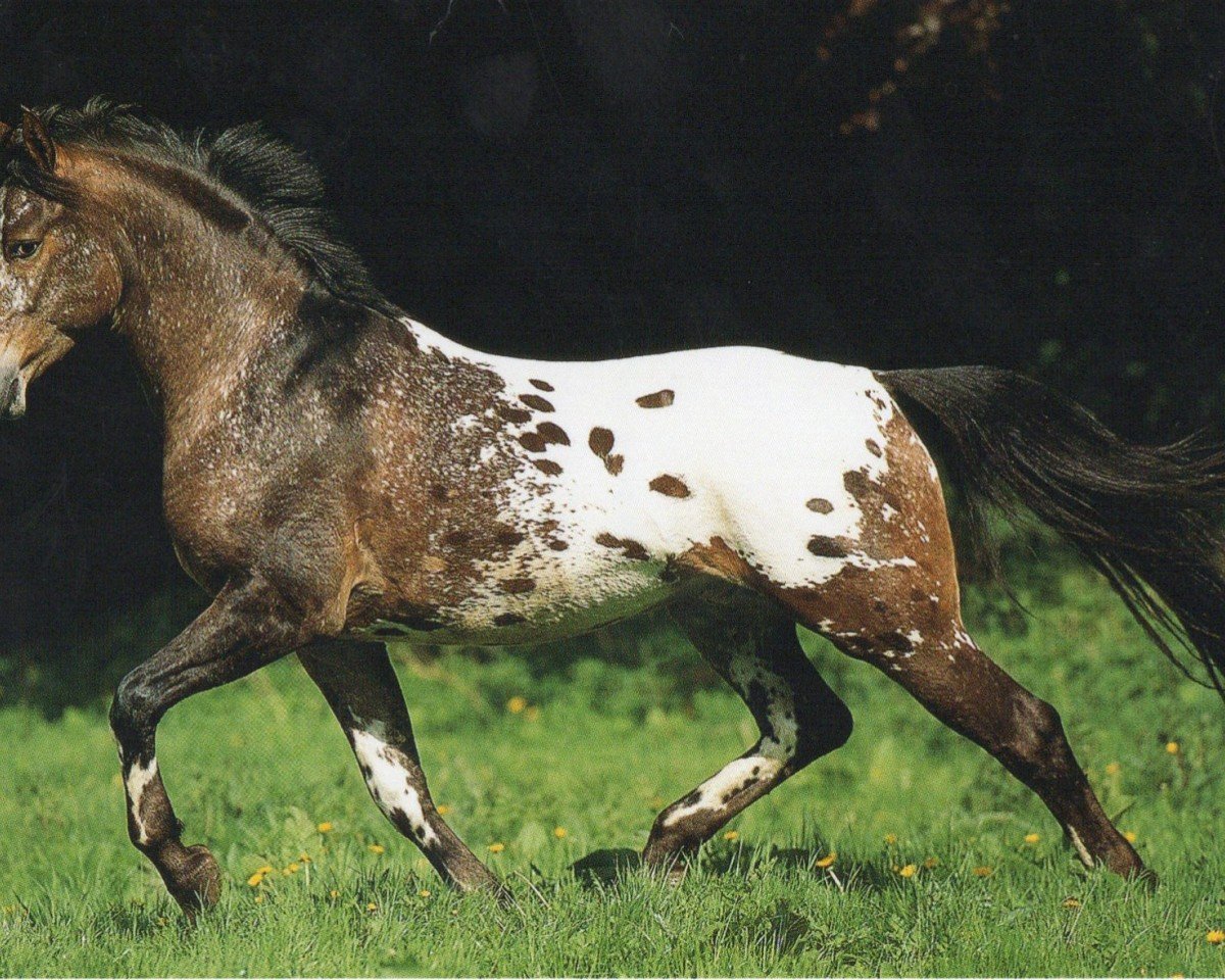 stallion PRH Leonardo (Knabstrupper, 1994, from Lyn KNN 77)