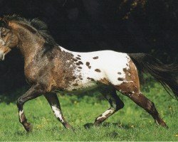 Deckhengst PRH Leonardo (Knabstrupper, 1994, von Lyn KNN 77)