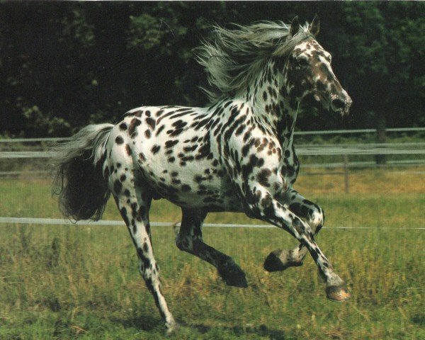 stallion Theodor vom Erlerhof (Knabstrupper, 2008, from Tudor af Lille hav)