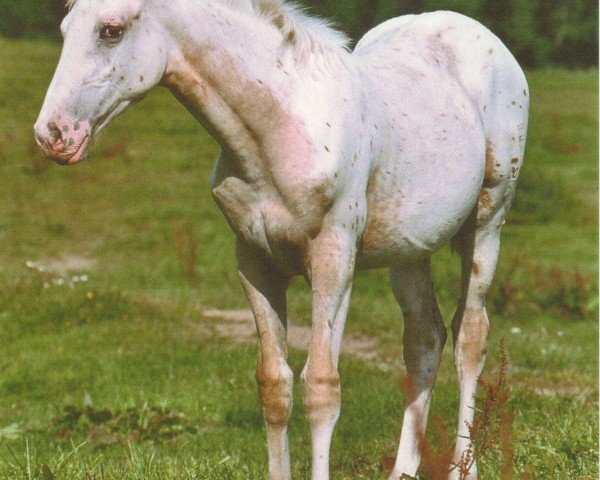 horse METIS VOM FALKENHORST (Knabstrupper, 2005, from Milky Way GF)