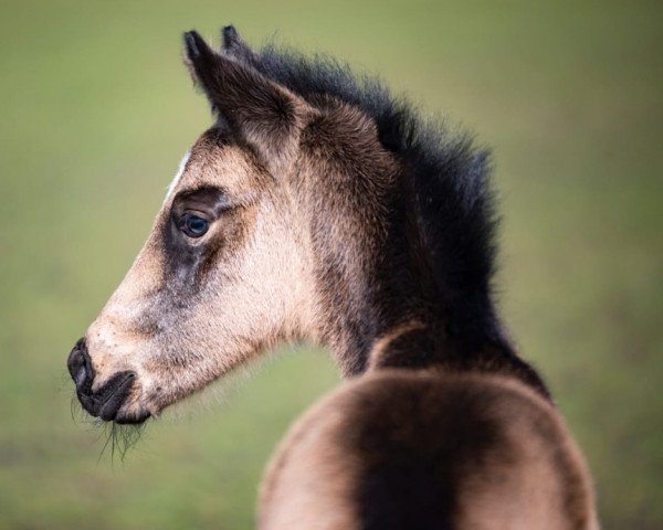 horse Venustas Finesse (German Riding Pony, 2020, from Venustas Cool Edition)
