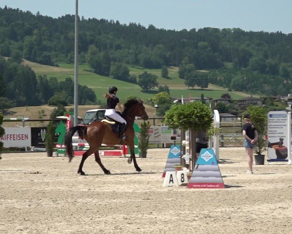 Reitturnier Hitzkirch 2025