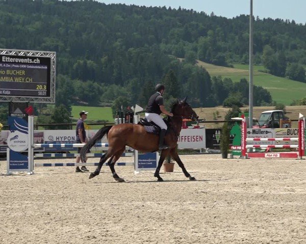 Reitturnier Hitzkirch 2025