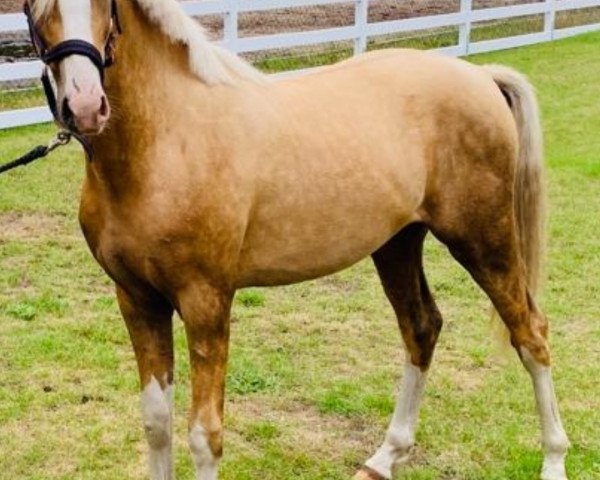 horse Venustas Milano (German Riding Pony,  , from The Braes My Mobility)