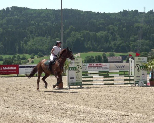 Reitturnier Hitzkirch 2025