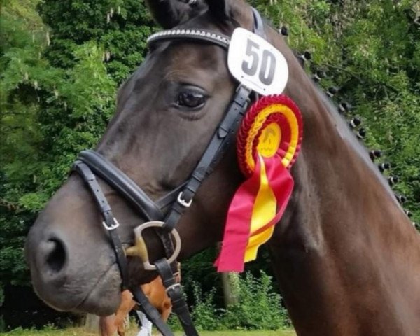 broodmare Sandro Girl 3 (Oldenburg, 2010, from Sandro Hit)