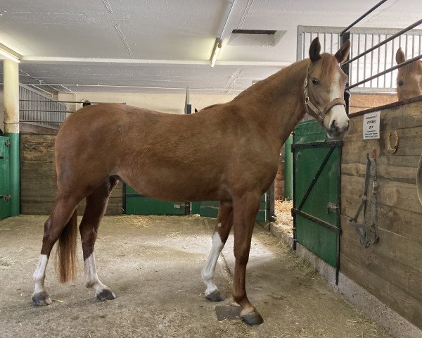 Zuchtstute Greenwood Colorful (Deutsches Reitpony, 2018, von Cosmopolitan NRW)