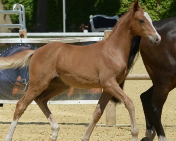 Pferd Mystery (Deutsches Reitpony, 2019, von FS Maracaibo)