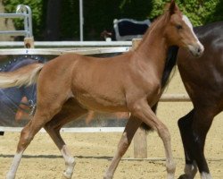 Pferd Mystery (Deutsches Reitpony, 2019, von FS Maracaibo)