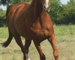 jumper Balou's Pleasure (German Sport Horse, 2008, from Balou's Erbe)